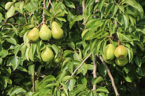 Sommerbirne 'Muskateller', 'Aurate' mittel - Pyrus communis 'Muskateller' / 'Aurate'