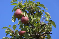 Sommerbirne 'Rote Williams Christ'