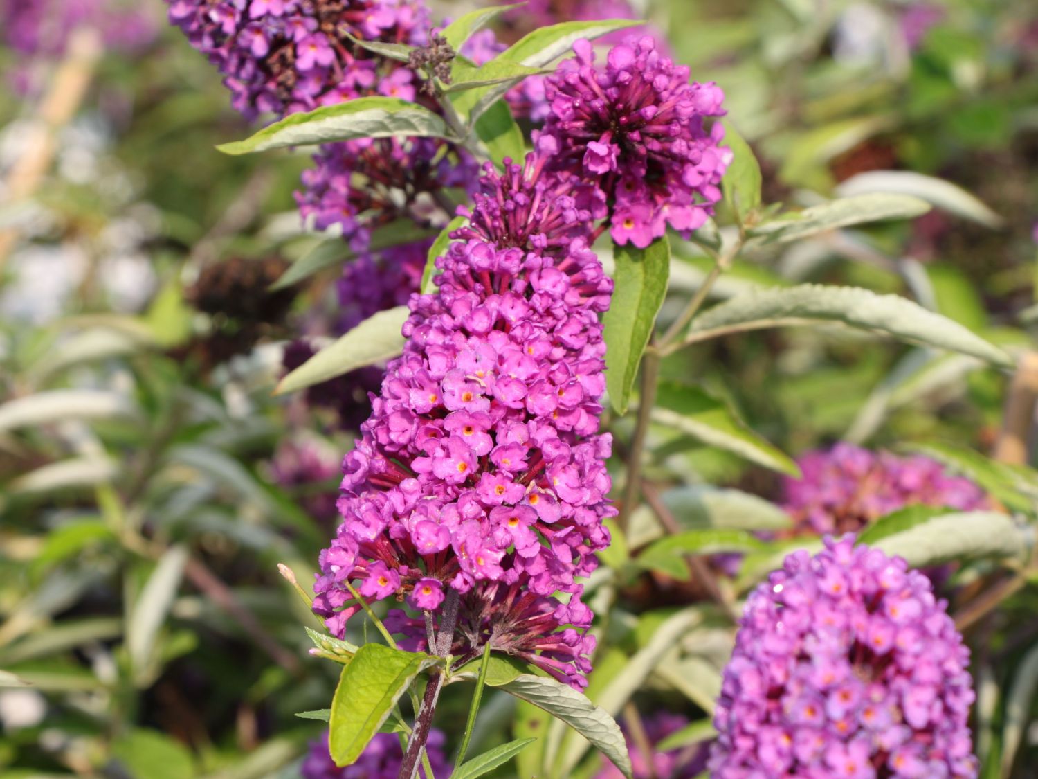 Zwerg-Sommerflieder / Schmetterlingsstrauch 'Free Petite ® Tutti Fruitti' - Buddleja davidii 'Free Petite ® Tutti Fruitti'