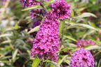Zwerg-Sommerflieder / Schmetterlingsstrauch 'Free Petite ® Tutti Fruitti' - Buddleja davidii 'Free Petite ® Tutti Fruitti'