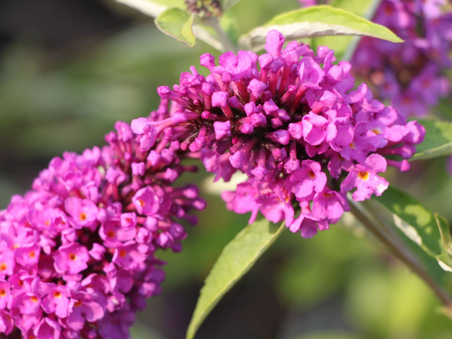 Zwerg-Sommerflieder / Schmetterlingsstrauch 'Free Petite ® Tutti Fruitti' - Buddleja davidii 'Free Petite ® Tutti Fruitti'