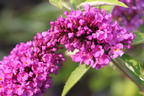 Zwerg-Sommerflieder / Schmetterlingsstrauch 'Free Petite ® Tutti Fruitti' - Buddleja davidii 'Free Petite ® Tutti Fruitti'