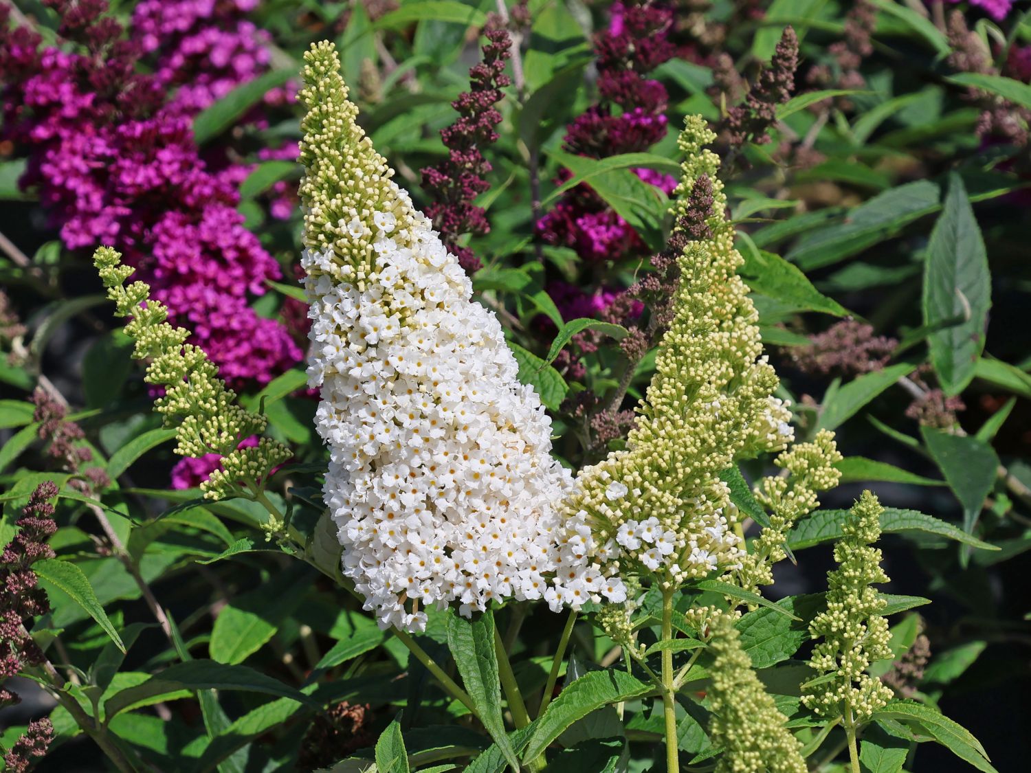 Schmetterlingsflieder / Sommerflieder Summer Kids ® 'Wilma White'