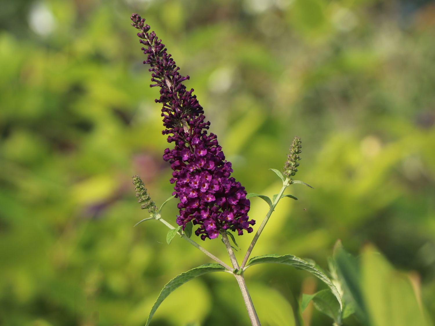 Schmetterlingsflieder / Sommerflieder 'African Queen'