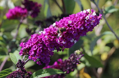Schmetterlingsflieder / Sommerflieder 'Berries and Cream' - Buddleja davidii 'Berries and Cream'