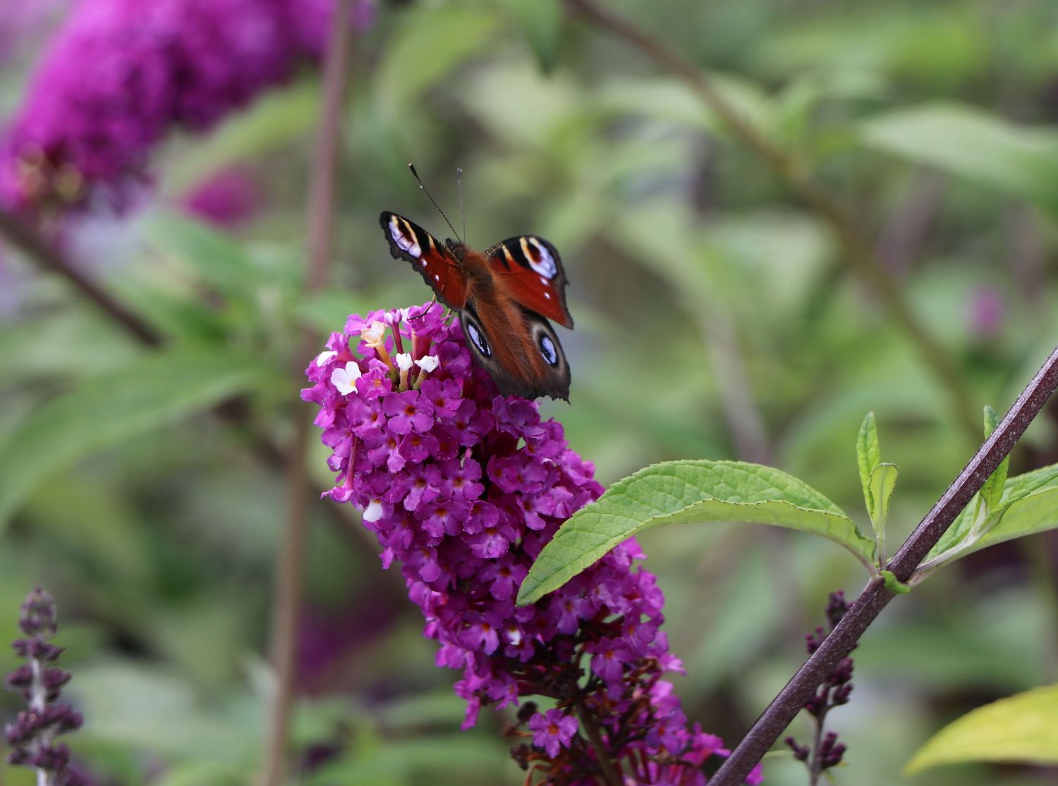 Schmetterlingsflieder / Sommerflieder 'Berries and Cream' - Buddleja davidii 'Berries and Cream'