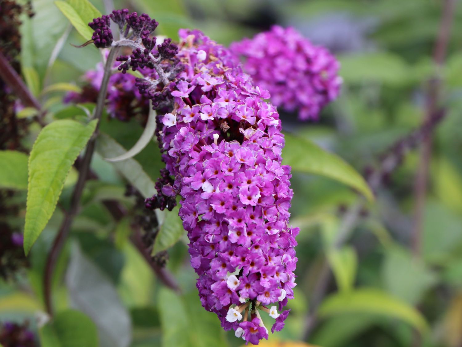 Schmetterlingsflieder / Sommerflieder 'Berries and Cream' - Buddleja davidii 'Berries and Cream'