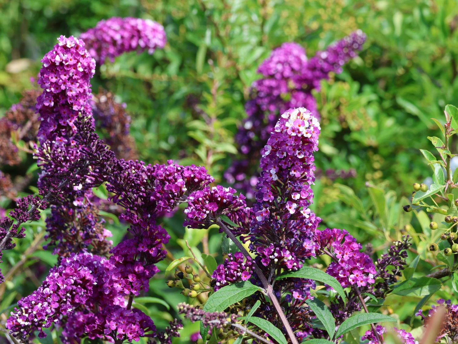 Schmetterlingsflieder / Sommerflieder 'Berries and Cream' - Buddleja davidii 'Berries and Cream'