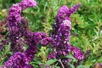 Schmetterlingsflieder / Sommerflieder 'Berries and Cream' - Buddleja davidii 'Berries and Cream'