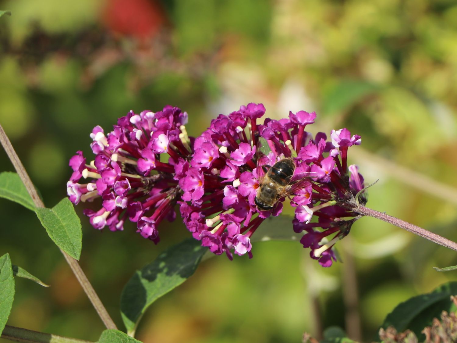 Schmetterlingsflieder / Sommerflieder 'Berries and Cream' - Buddleja davidii 'Berries and Cream'