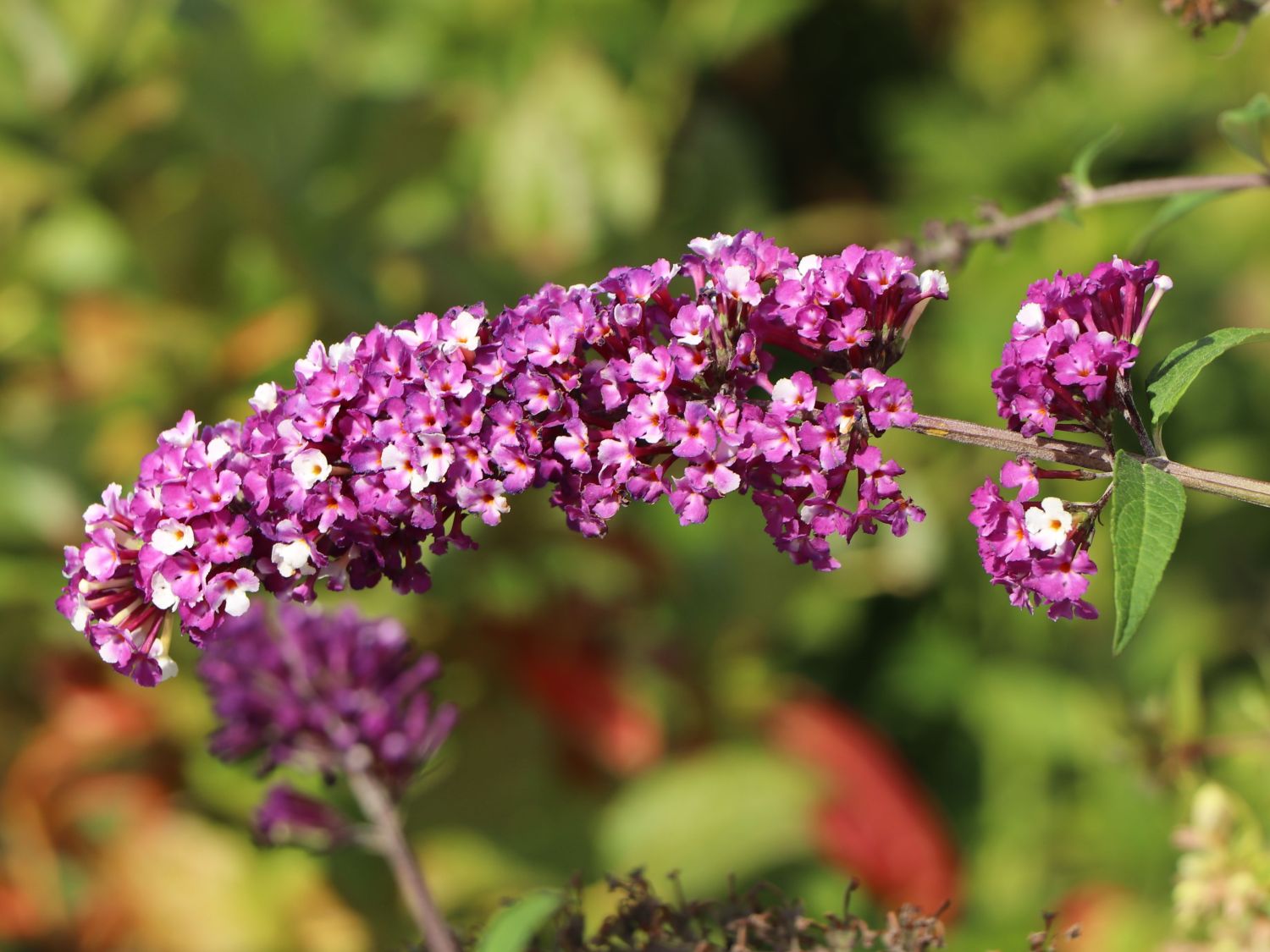Schmetterlingsflieder / Sommerflieder 'Berries and Cream' - Buddleja davidii 'Berries and Cream'