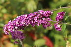 Schmetterlingsflieder / Sommerflieder 'Berries and Cream' - Buddleja davidii 'Berries and Cream'