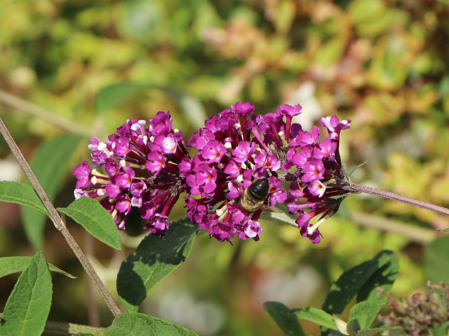 Schmetterlingsflieder / Sommerflieder 'Berries and Cream' - Buddleja davidii 'Berries and Cream'