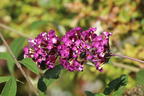 Schmetterlingsflieder / Sommerflieder 'Berries and Cream' - Buddleja davidii 'Berries and Cream'