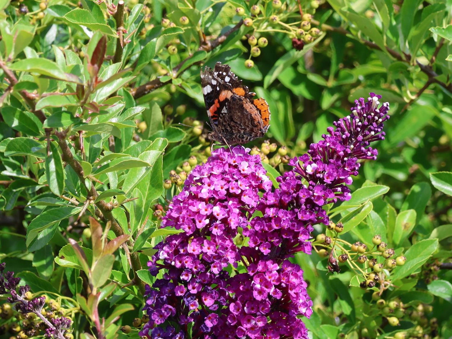 Schmetterlingsflieder / Sommerflieder 'Berries and Cream' - Buddleja davidii 'Berries and Cream'