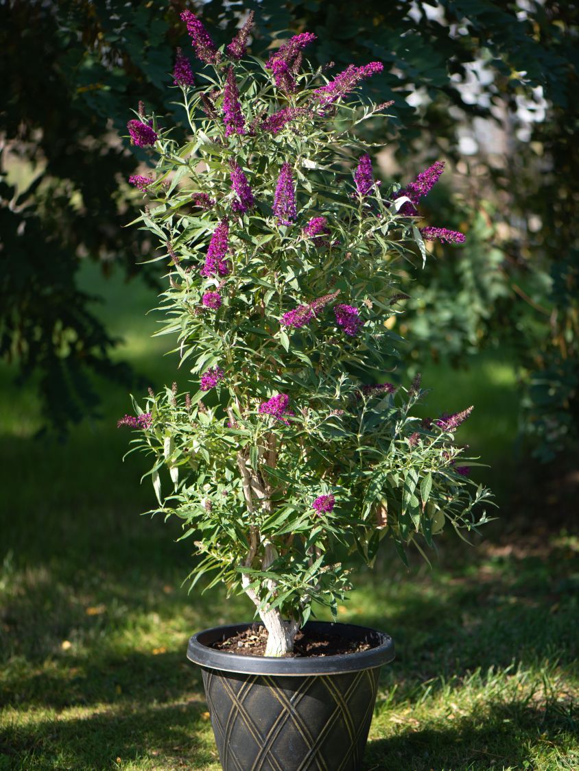 Sommerflieder / Schmetterlingsstrauch 'Butterfly Tower' - Buddleja davidii 'Butterfly Tower'