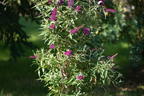 Sommerflieder / Schmetterlingsstrauch 'Butterfly Tower' - Buddleja davidii 'Butterfly Tower'