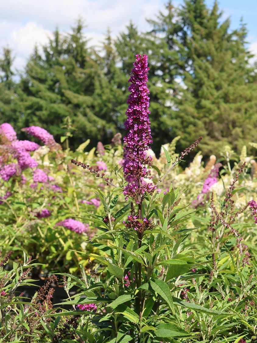 Sommerflieder / Schmetterlingsstrauch 'Butterfly Tower' - Buddleja davidii 'Butterfly Tower'