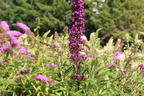 Sommerflieder / Schmetterlingsstrauch 'Butterfly Tower' - Buddleja davidii 'Butterfly Tower'