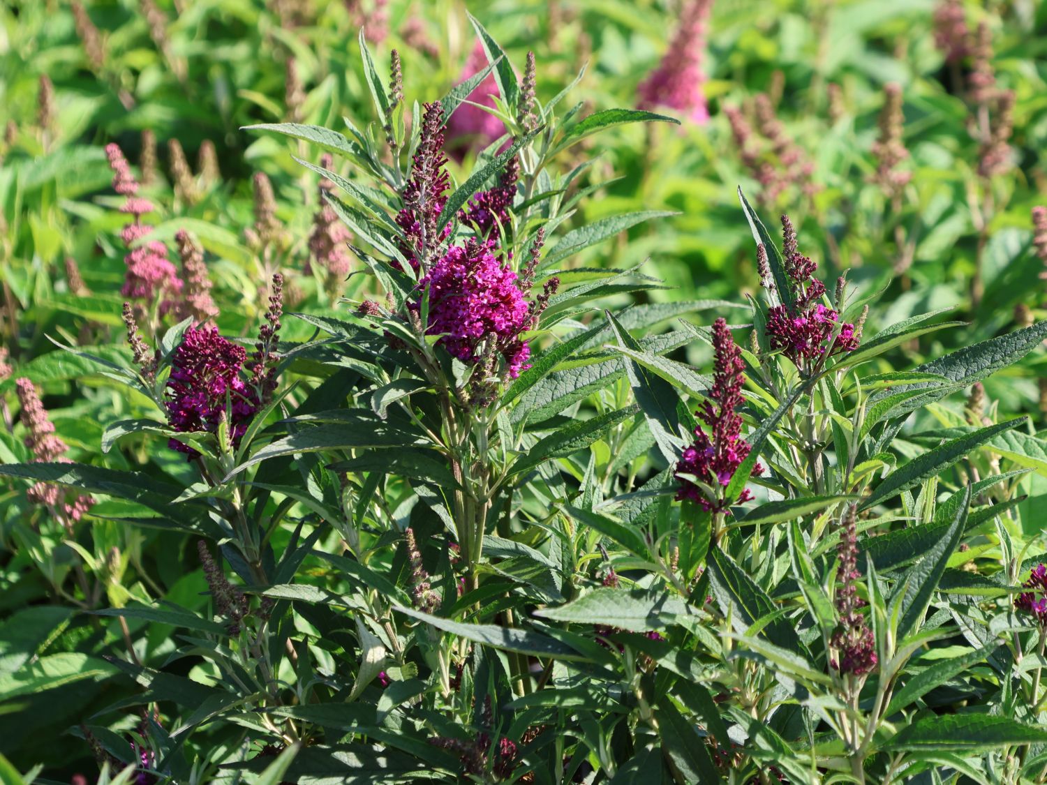 Sommerflieder / Schmetterlingsstrauch 'Butterfly Tower' - Buddleja davidii 'Butterfly Tower'