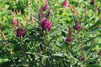 Sommerflieder / Schmetterlingsstrauch 'Butterfly Tower' - Buddleja davidii 'Butterfly Tower'