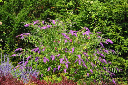 Sommerflieder / Schmetterlingsstrauch 'Camberwell Beauty' / 'Camkeep' - Buddleja davidii 'Camberwell Beauty' / 'Camkeep'