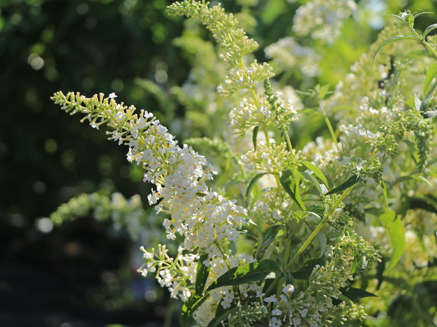 Schmetterlingsflieder / Sommerflieder 'Dart's Ornamental White'