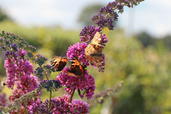 Sommerflieder / Schmetterlingsstrauch 'Flower Power' ® / 'Bicolor'