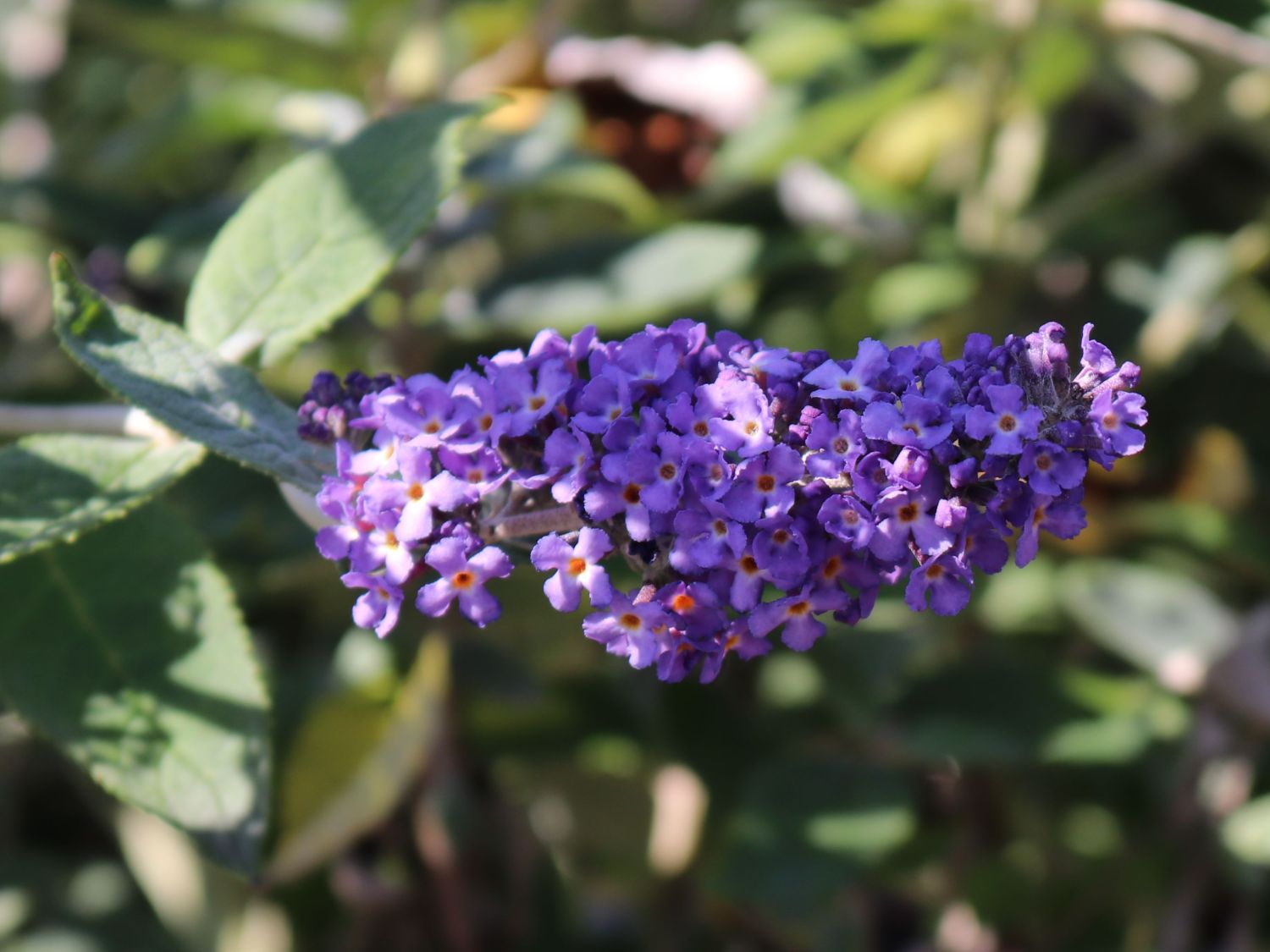 Sommerflieder / Schmetterlingsstrauch 'Free Petite' / 'Blue Heaven' - Buddleja davidii 'Free Petite' / 'Blue Heaven'