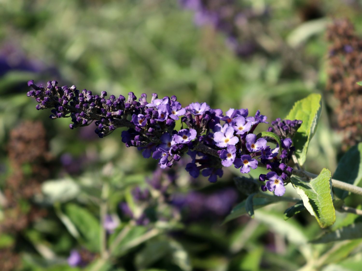 Sommerflieder / Schmetterlingsstrauch 'Free Petite' / 'Blue Heaven' - Buddleja davidii 'Free Petite' / 'Blue Heaven'
