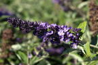 Sommerflieder / Schmetterlingsstrauch 'Free Petite' / 'Blue Heaven' - Buddleja davidii 'Free Petite' / 'Blue Heaven'