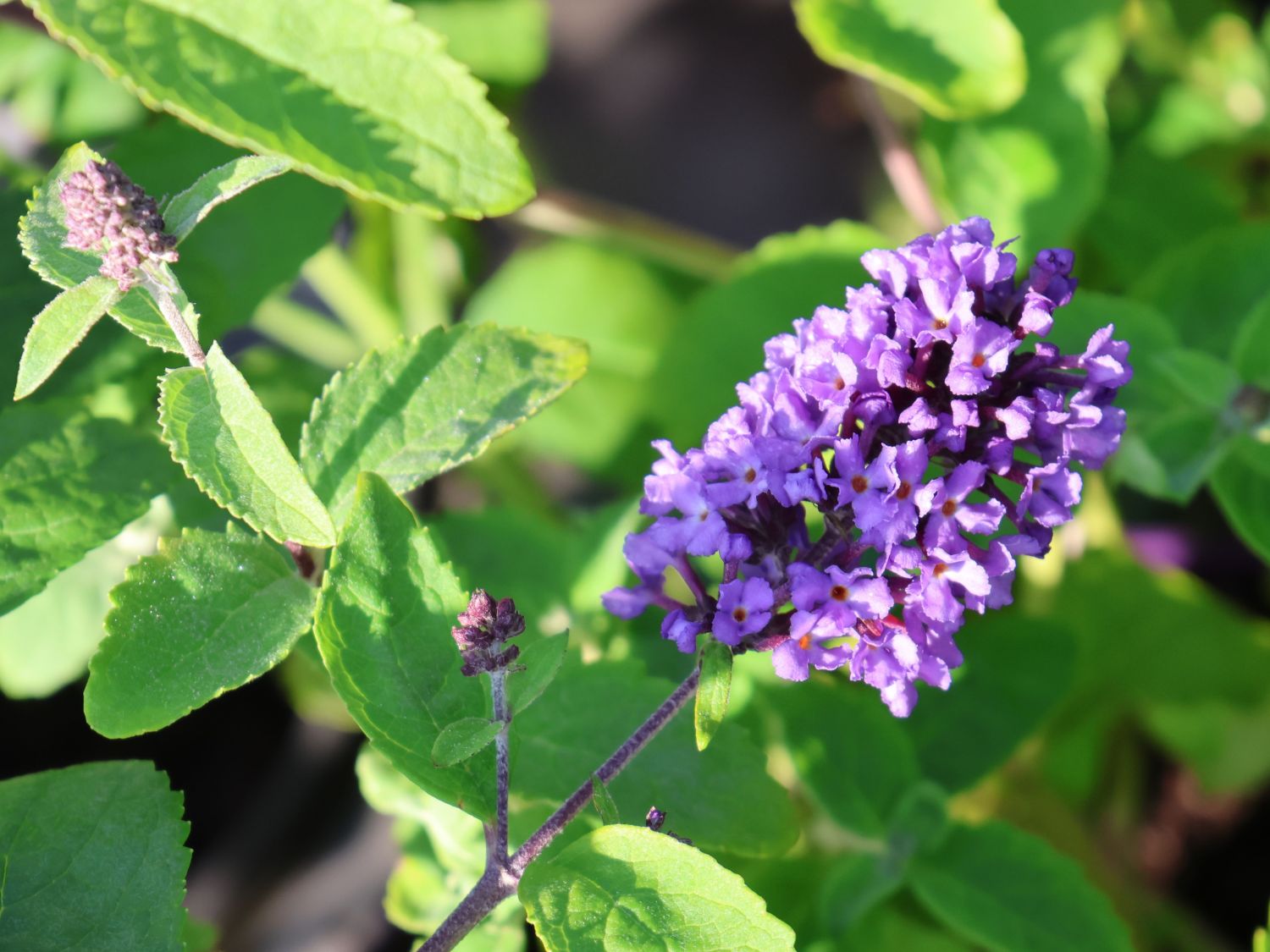 Sommerflieder / Schmetterlingsstrauch 'Free Petite' / 'Blue Heaven' - Buddleja davidii 'Free Petite' / 'Blue Heaven'