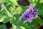 Sommerflieder / Schmetterlingsstrauch 'Free Petite' / 'Blue Heaven' - Buddleja davidii 'Free Petite' / 'Blue Heaven'