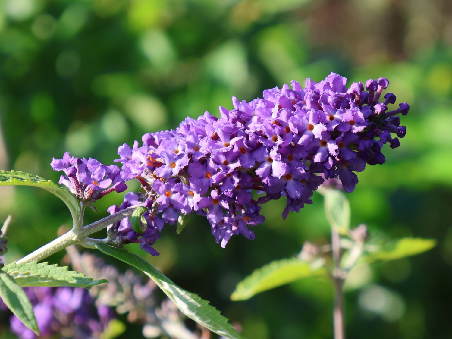 Sommerflieder / Schmetterlingsstrauch 'Free Petite' / 'Blue Heaven' - Buddleja davidii 'Free Petite' / 'Blue Heaven'