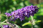 Sommerflieder / Schmetterlingsstrauch 'Free Petite' / 'Blue Heaven' - Buddleja davidii 'Free Petite' / 'Blue Heaven'