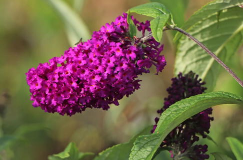 Sommerflieder / Schmetterlingsstrauch 'Funky Fuchsia' - Buddleja davidii 'Funky Fuchsia'