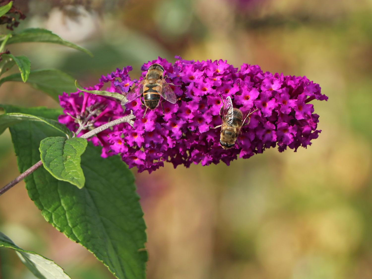 Sommerflieder / Schmetterlingsstrauch 'Funky Fuchsia' - Buddleja davidii 'Funky Fuchsia'