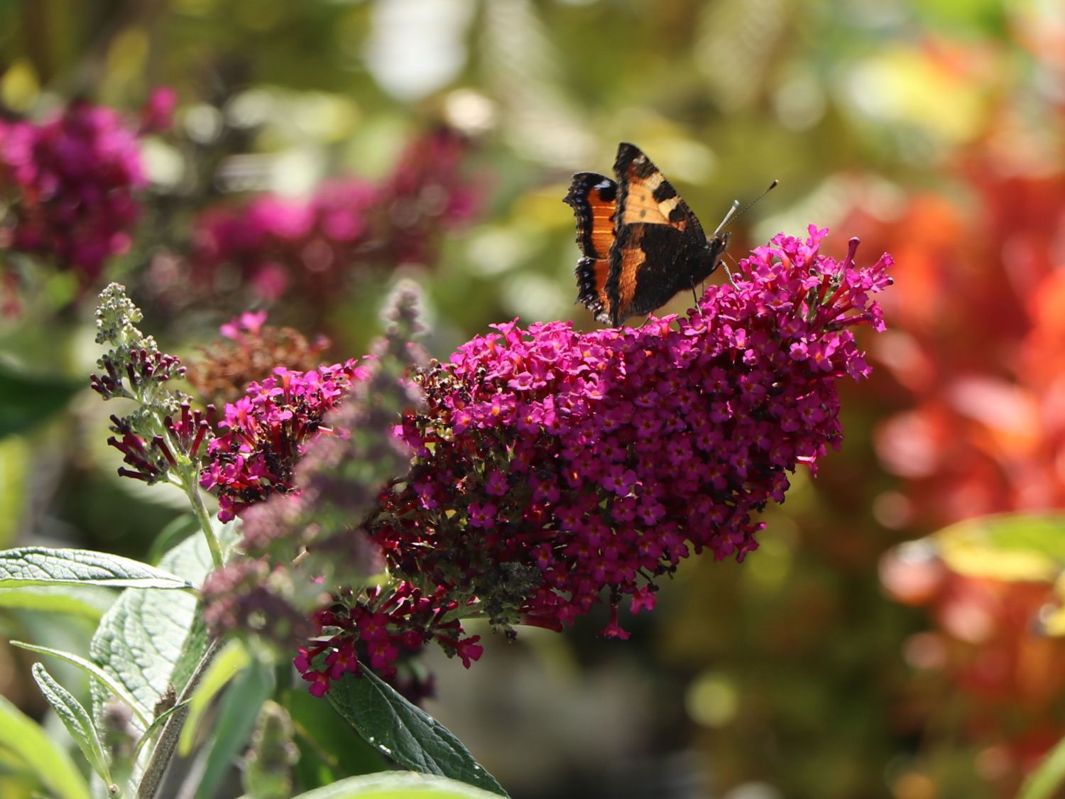 Sommerflieder / Schmetterlingsstrauch 'Funky Fuchsia' - Buddleja davidii 'Funky Fuchsia'