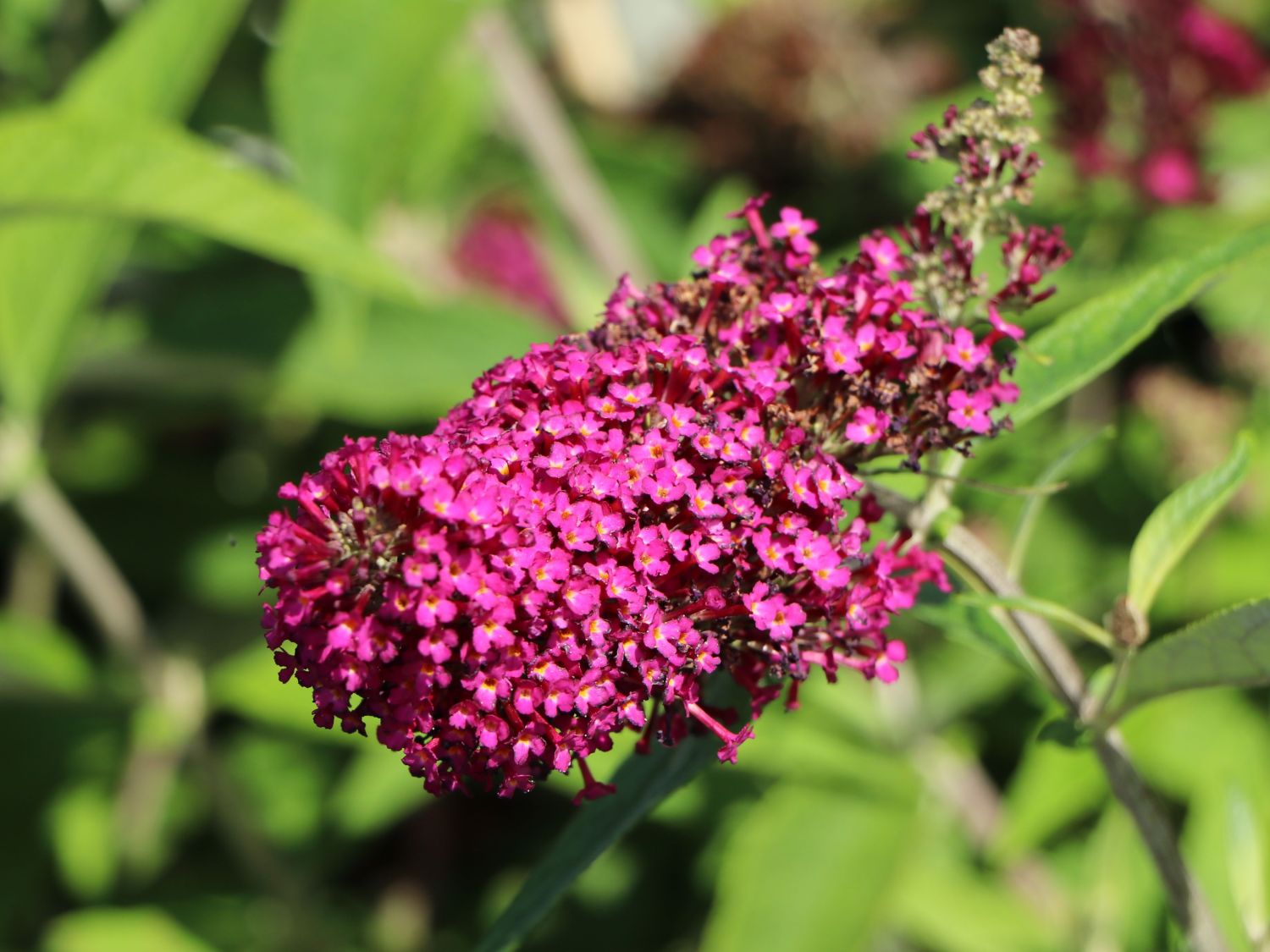 Sommerflieder / Schmetterlingsstrauch 'Funky Fuchsia' - Buddleja davidii 'Funky Fuchsia'