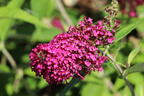 Sommerflieder / Schmetterlingsstrauch 'Funky Fuchsia' - Buddleja davidii 'Funky Fuchsia'