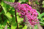 Sommerflieder / Schmetterlingsstrauch 'Funky Fuchsia' - Buddleja davidii 'Funky Fuchsia'