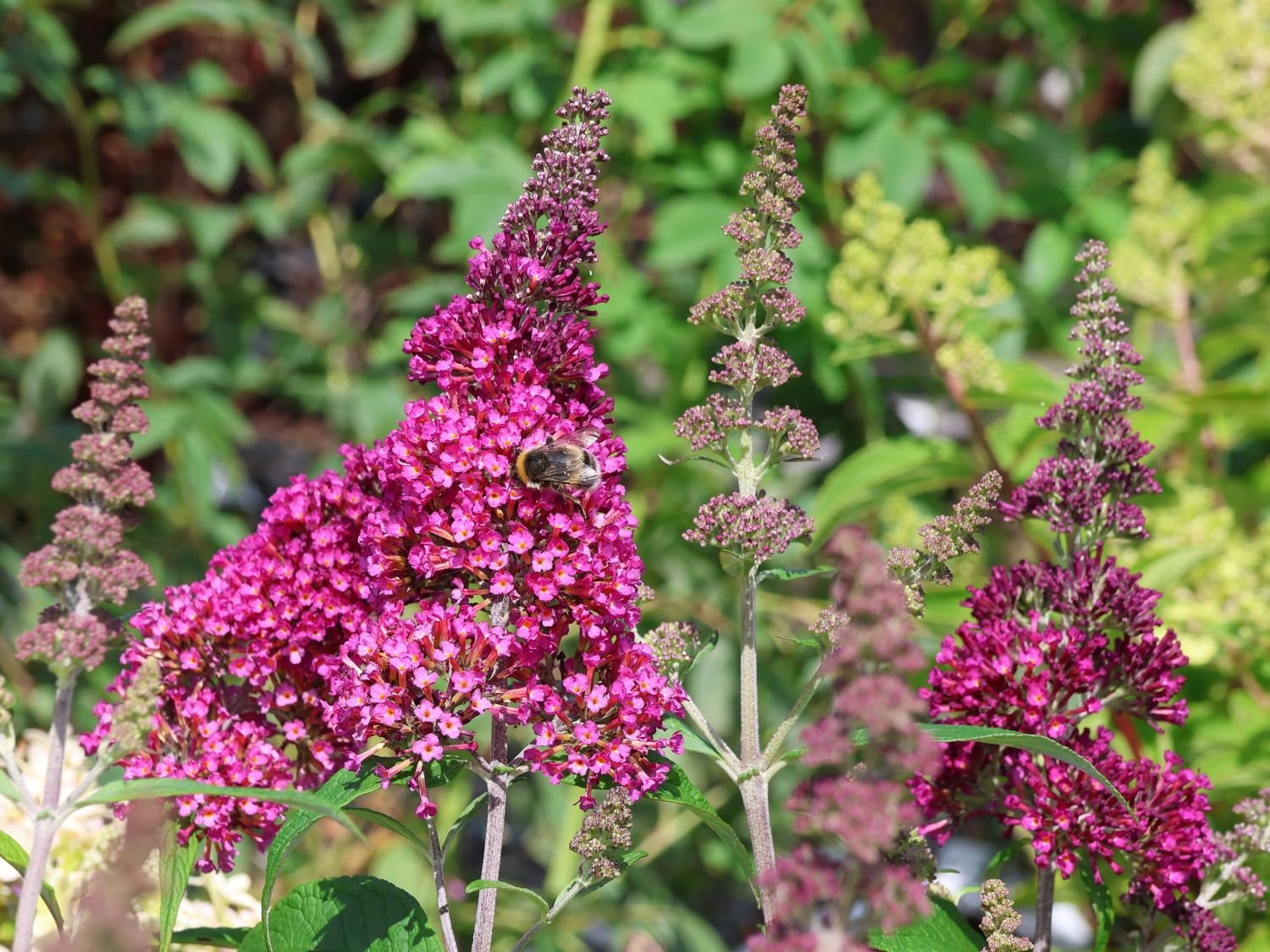 Sommerflieder / Schmetterlingsstrauch 'Funky Fuchsia' - Buddleja davidii 'Funky Fuchsia'