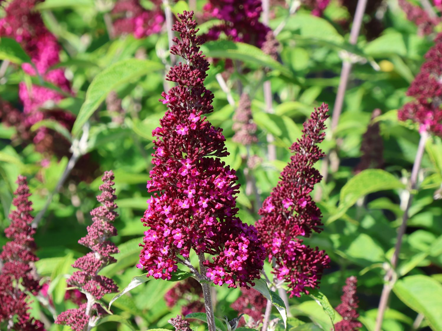 Sommerflieder / Schmetterlingsstrauch 'Funky Fuchsia' - Buddleja davidii 'Funky Fuchsia'