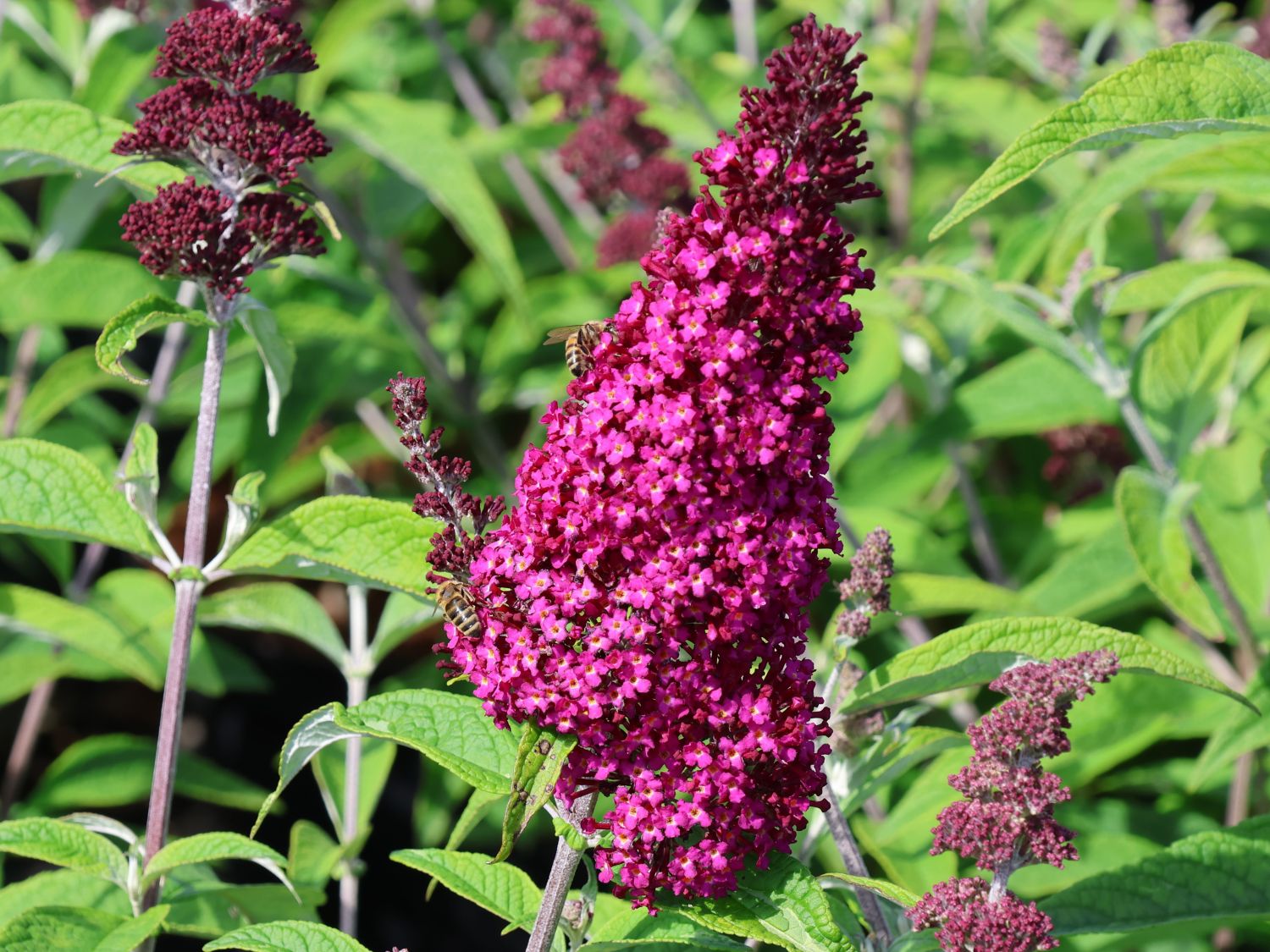 Sommerflieder / Schmetterlingsstrauch 'Funky Fuchsia' - Buddleja davidii 'Funky Fuchsia'
