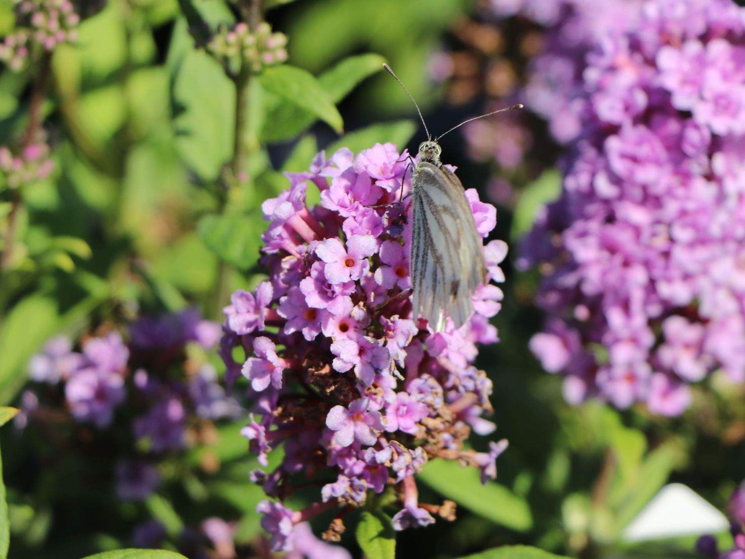 Sommerflieder / Schmetterlingsstrauch 'High Five Purple' - Buddleja davidii 'High Five Purple'