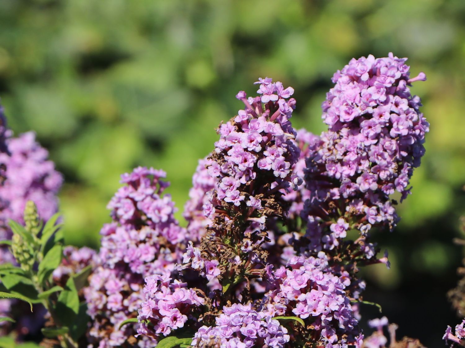 Sommerflieder / Schmetterlingsstrauch 'High Five Purple' - Buddleja davidii 'High Five Purple'