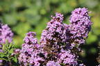 Sommerflieder / Schmetterlingsstrauch 'High Five Purple' - Buddleja davidii 'High Five Purple'