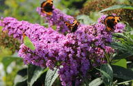 Sommerflieder / Schmetterlingsstrauch 'Peacock'
