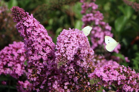 Sommerflieder / Schmetterlingsstrauch 'Pink Delight' - Buddleja davidii 'Pink Delight'