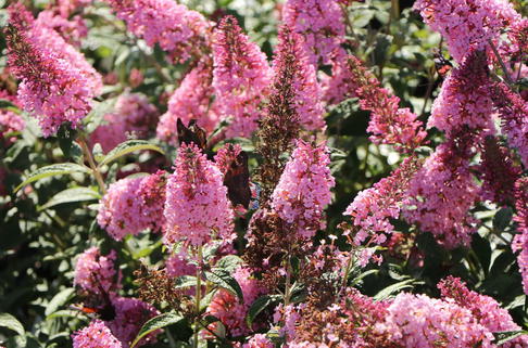 Schmetterlingsflieder / Sommerflieder 'Pink Panther' - Buddleja davidii 'Pink Panther'